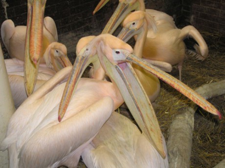 pelikán bílý kolonie.jpg