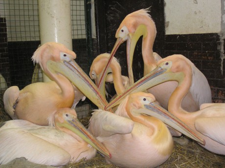 pelikán bílý kolonie1.jpg