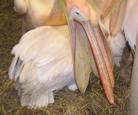pelikán bílý kolonie3.jpg