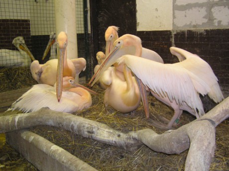 pelikán bílý kolonie 3páry.jpg