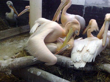 pelikán bílý kolonie,páření.jpg