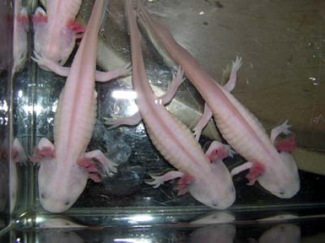 Axolotl mexický (Ambystoma mexicanum).jpg