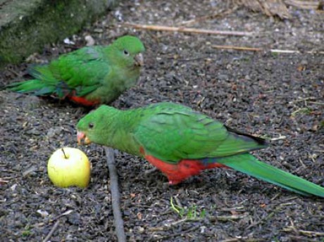 Papoušek královský,roční pár.jpg
