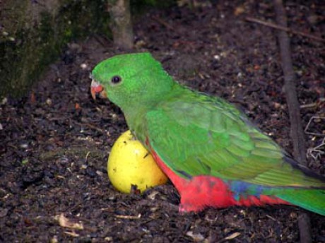 Papoušek královský-roční pták.jpg