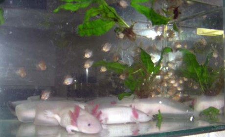 Axolotl mexický a terčovci.3jpg.jpg