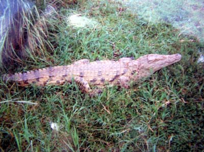 Krokodýl nilský.jpg