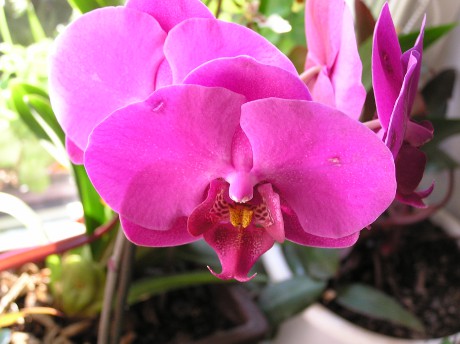 Tmav.fial.phalaenopsis.JPG