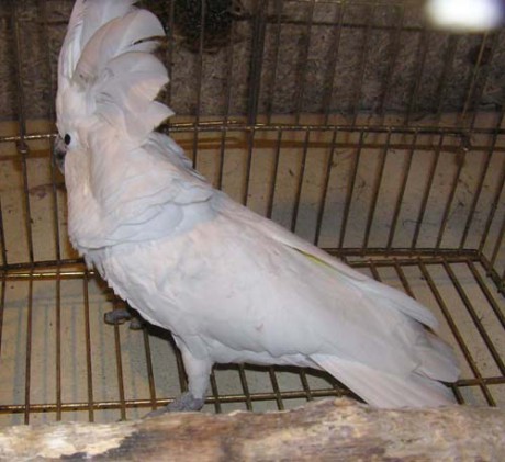 Kakadu bílá 12,2007 (3).jpg