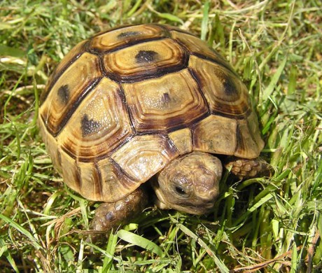 Testudo graeca.jpg