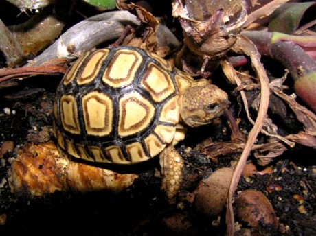 Geochelone pardalis babcocki.jpg