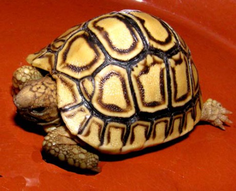 1Geochelone pardalis babcocki 1.jpg