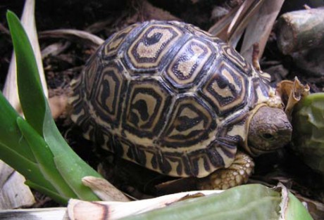 Geochelone pardalis pardalis 3.jpg