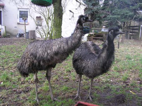 Emu-pár.jpg