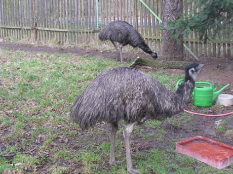 Emu2.jpg