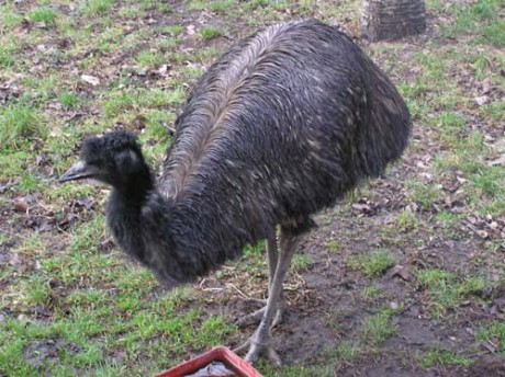 2Emu1.jpg