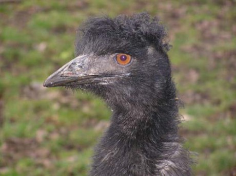 1Emu.jpg