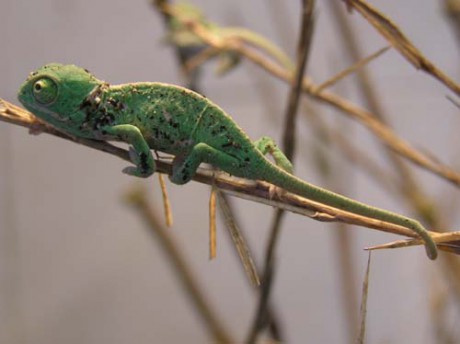 Chameleon jemenský NZ3-08.jpg