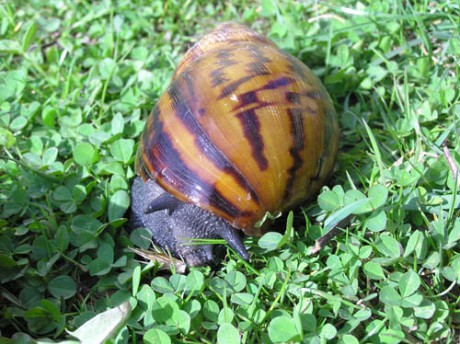 Achatina.jpg