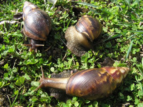 Achatina 2.jpg