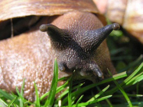 Achatina 3.jpg