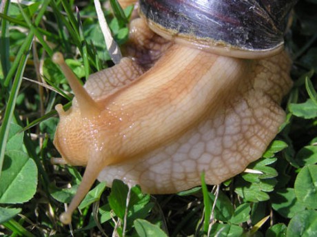 Achatina 6.jpg