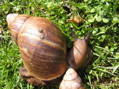 Achatina 9.jpg