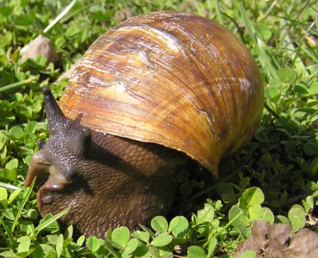 Achatina 11.jpg