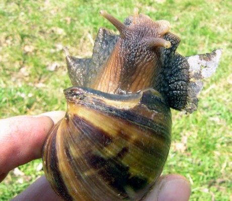 Achatina 13.jpg