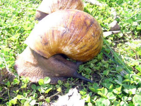 Achatina 14.jpg