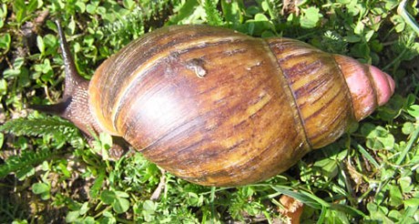 Achatina 15.jpg