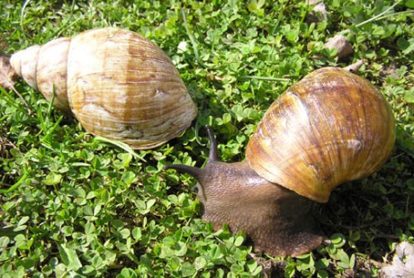 Achatina 16.jpg