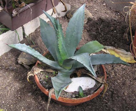 Agave-Černá Hora.jpg