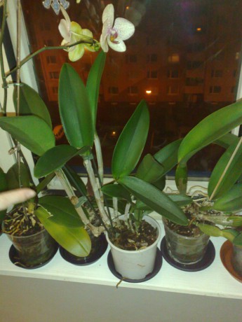 Pína Orchid  1.jpg