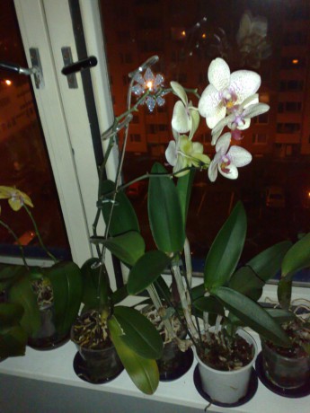 Pína Orchid  10.jpg
