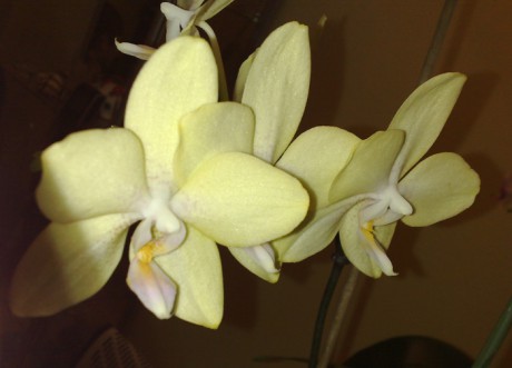Pína Orchid  17.jpg