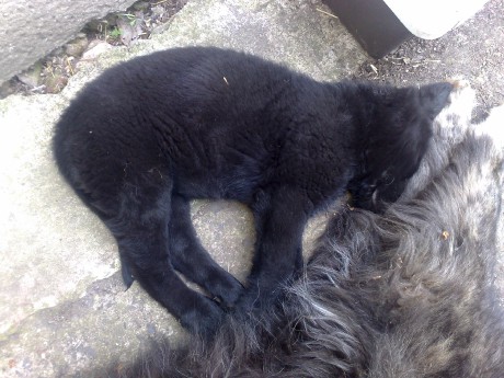 Katty spí u Terry.jpg