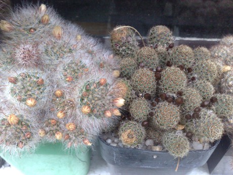 kaktus mam (2).jpg