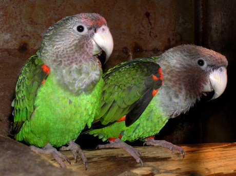 Papoušek kapský západní (Poicephalus robustus fuscicollis). pár