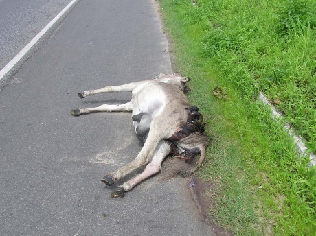 mrtvola osla na silnici.jpg