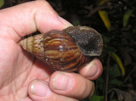 achatina.jpg