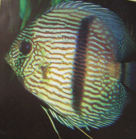 Symphysodon discus.jpg