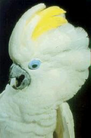 cacatua ophthalmica.JPG