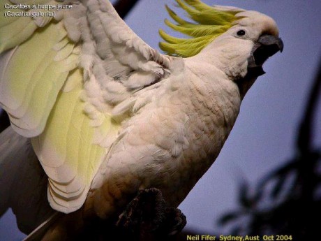 cacatua galerita 3.JPG