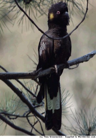 calyptorhynchus funereus.JPG