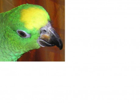 Amazoňan žlutohlavý surinamský-hlava.JPG