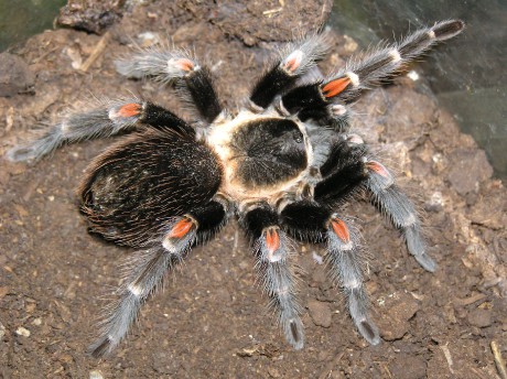 Brachypelma auratum 1.JPG