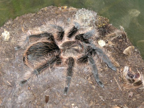 Brachypelma albopilosa-net.JPG