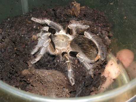 Aphonopelma seemanni-Monteverdes-net.JPG