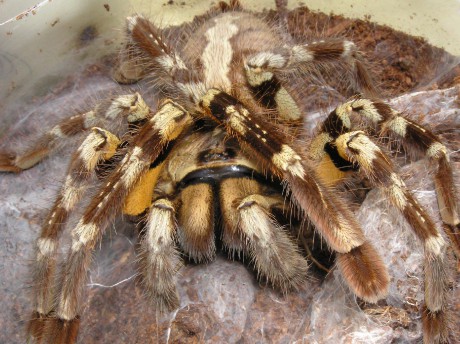 Poec.regalis-samička.JPG