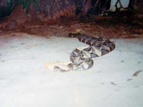 Bitis gabonica,Zambie,nt.jpg